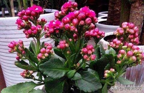 长寿花只长叶不开花？四招小窍门让花朵瞬间爆盆！-图10