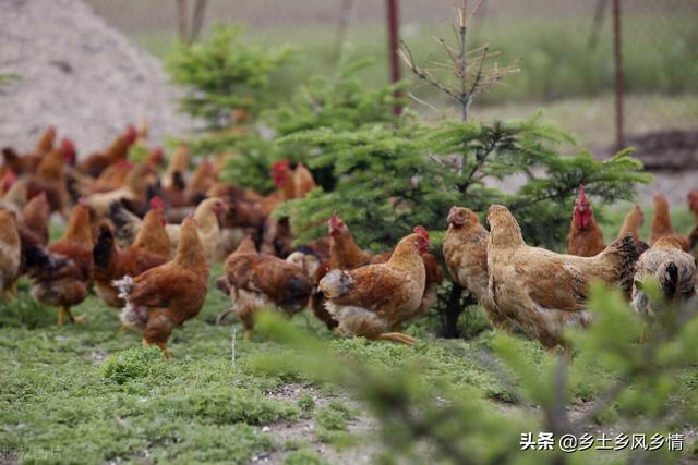 散养土鸡的高效低成本喂养法