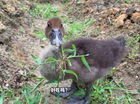 稻田养鸭，不是糟蹋而是大有益处！-图1